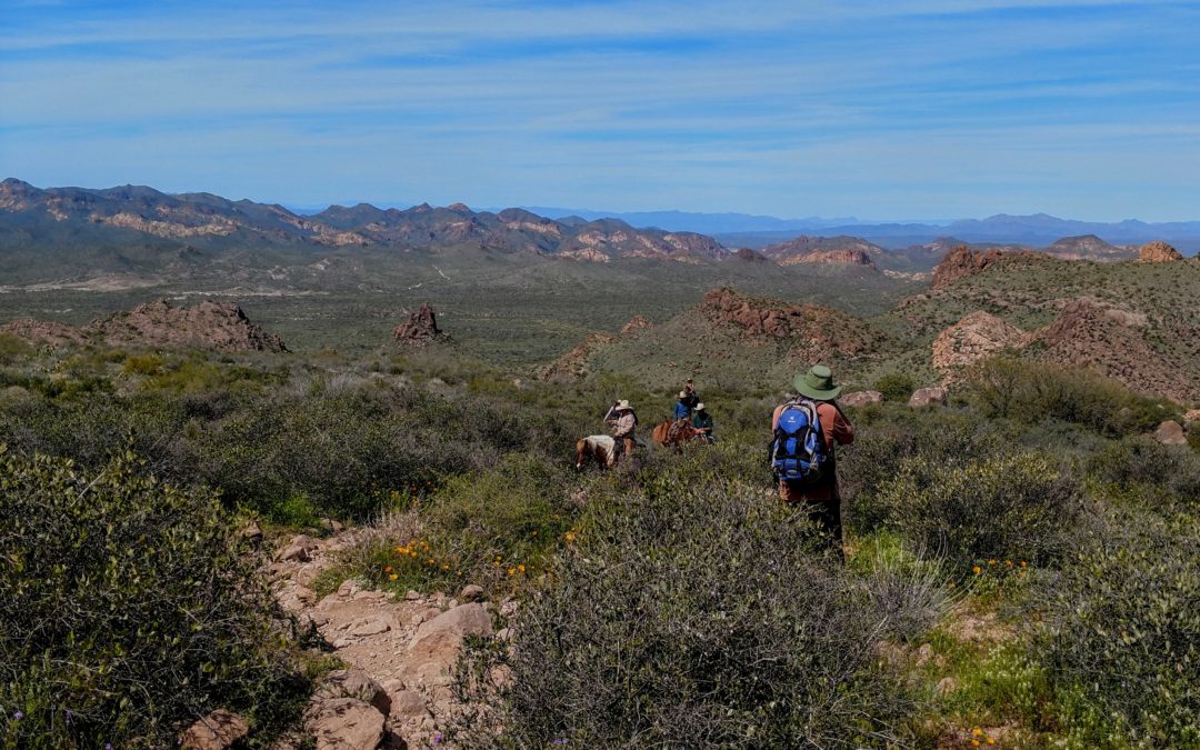 Spring in the Desert