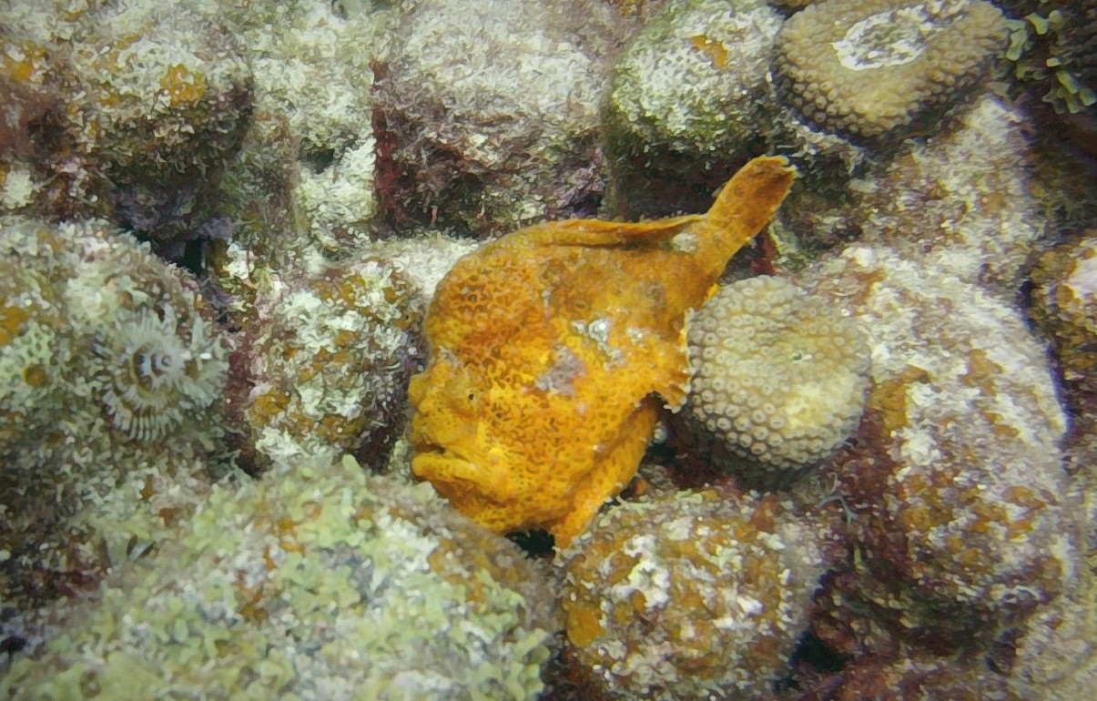 Frogfish at Salt Pier