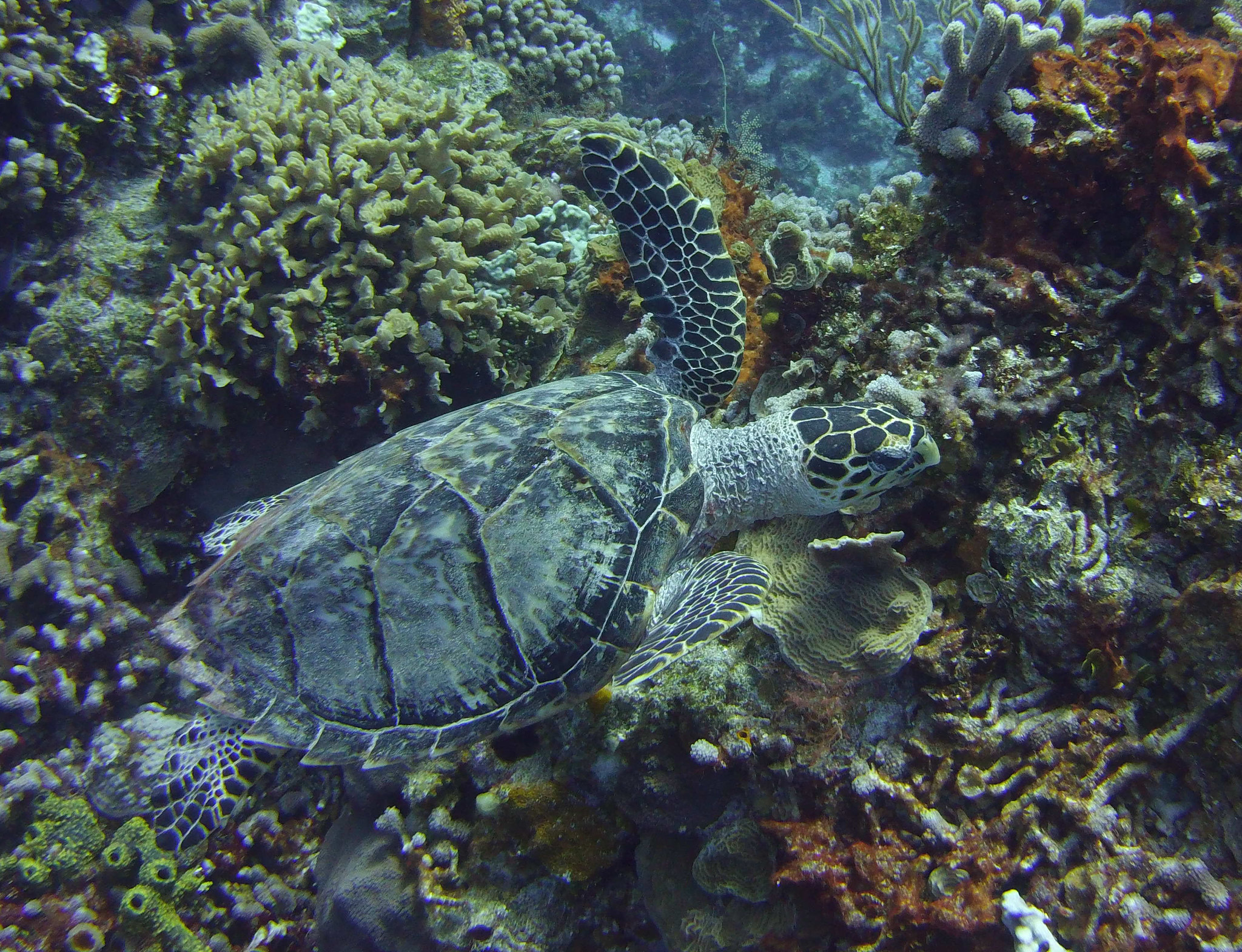 coz turtle